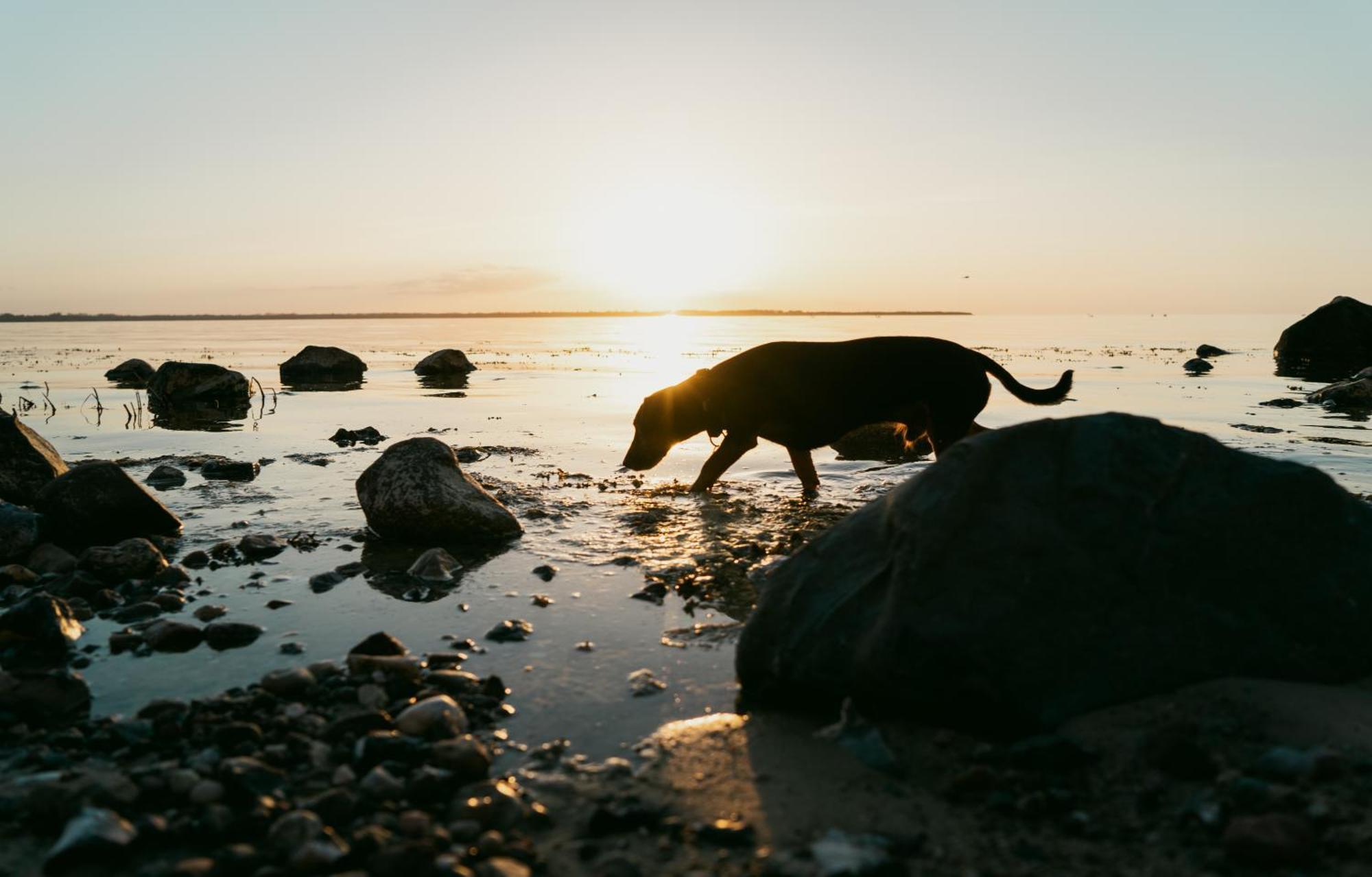 Tallskog - Dein Apartment Am Naturstrand Hohen Wieschendorf Hohenkirchen  Zewnętrze zdjęcie
